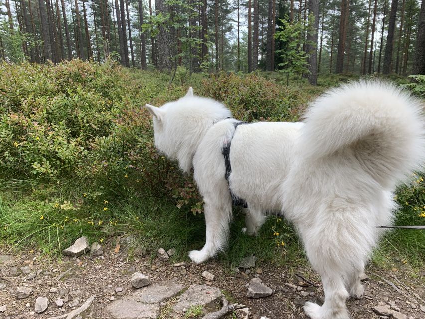 Oslo: Skjennungstoppen Wildlife Forest Hiking Tour - Culinary Breaks