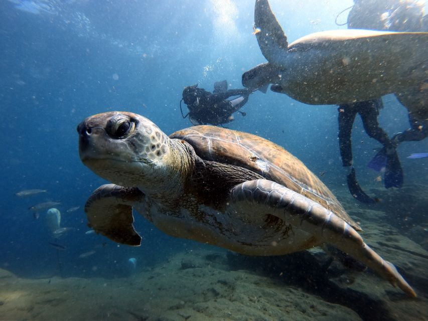 PADI Open Water Diving Course Tenerife - Frequently Asked Questions