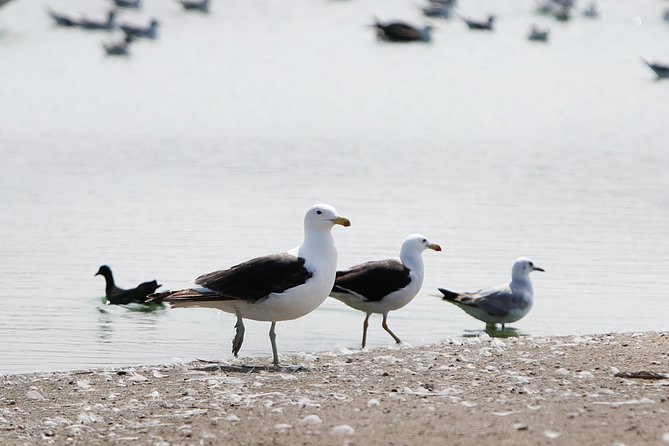 Pantanos De Villa Wildlife Refuge Tour in Lima - Recommendations