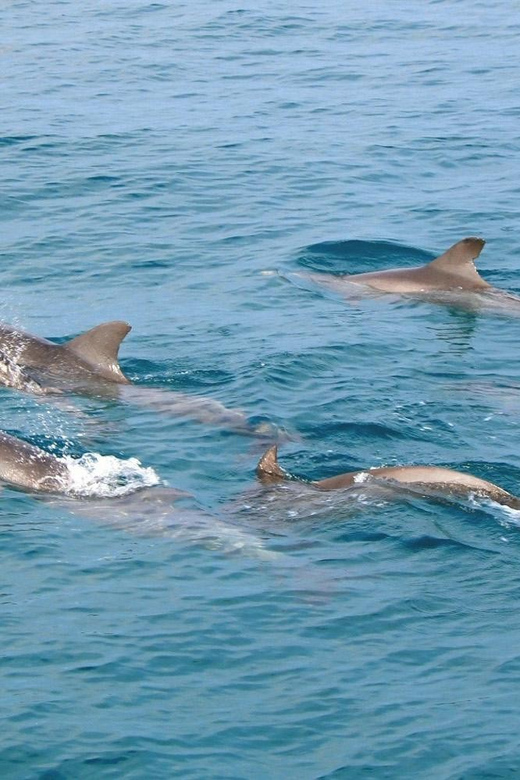 Phuket Dolphin Quest: Racha & Maiton Island Expedition - Inclusions and Exclusions