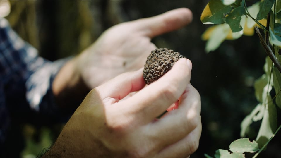 Pisa: Truffle Hunting in Tuscany With Tasting and Lunch - What to Prepare Beforehand