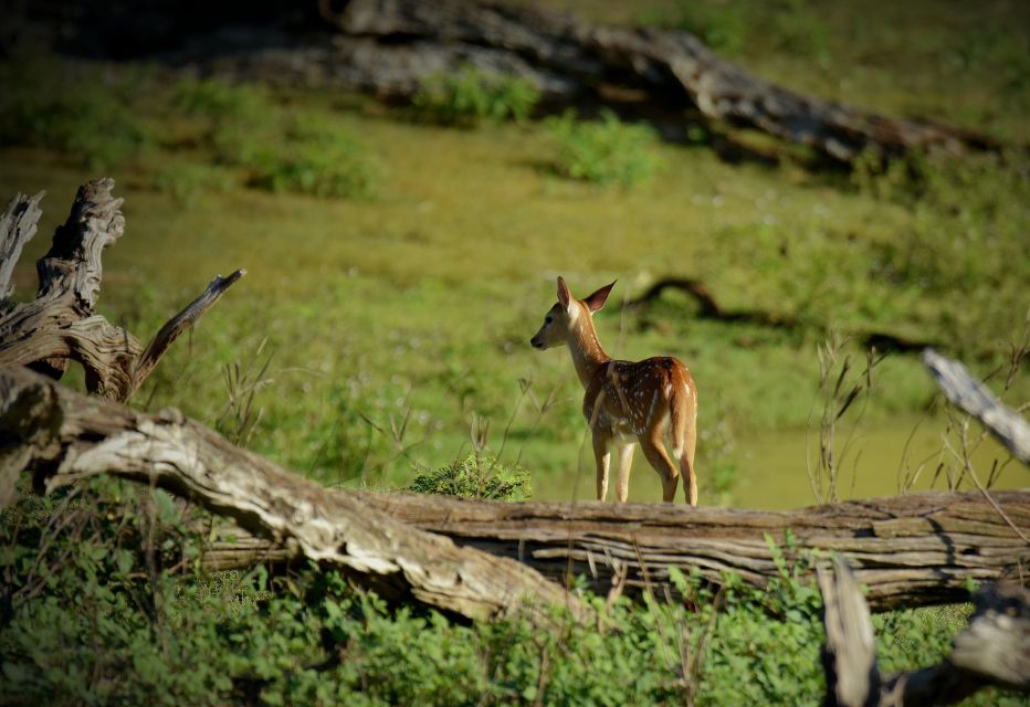 Pokhara: 3-Day Culture Wildlife and Jungle Safari Experience - Booking Information