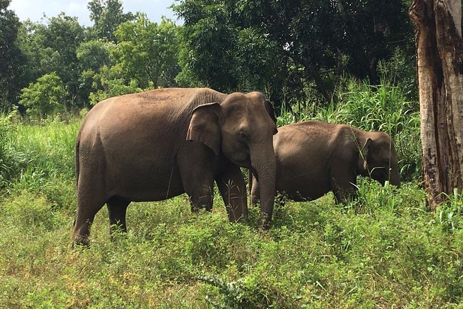 Polonnaruwa Day Tour With Lunch by Mahaweli - Tips for Travelers