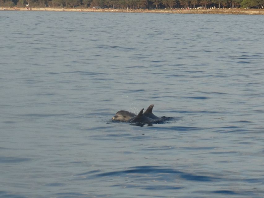 Poreč: Dolphin Spotting Cruise With Included Drinks - Excursion Schedule and Conditions