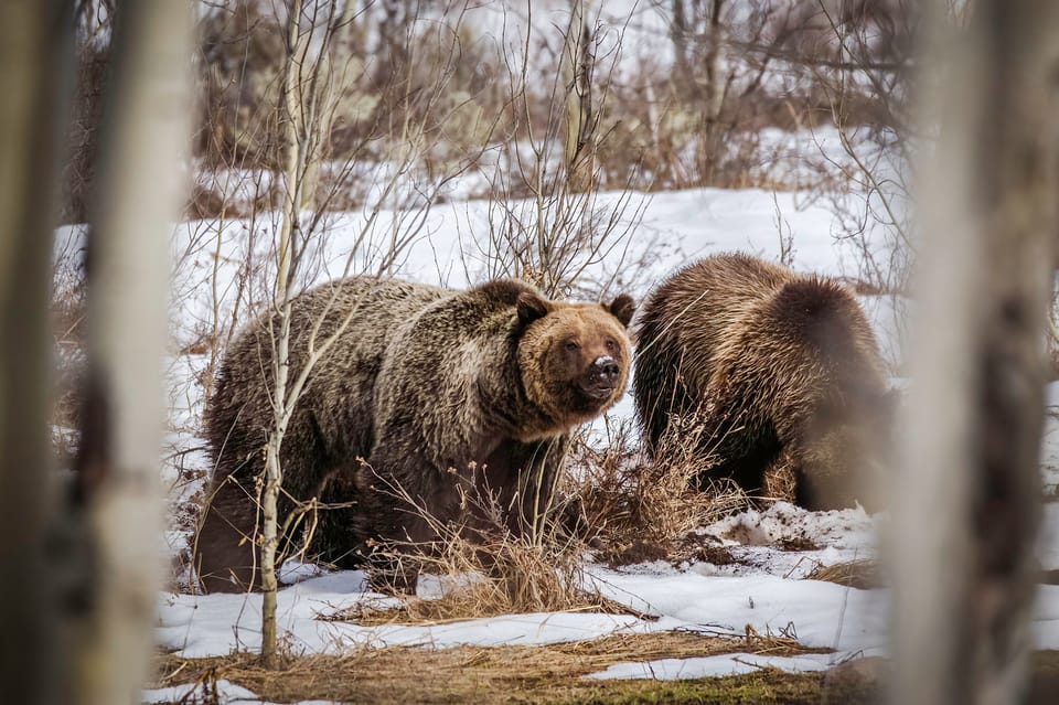 Private Sunrise Tour of Grand Teton National Park - Booking and Cancellation Policy