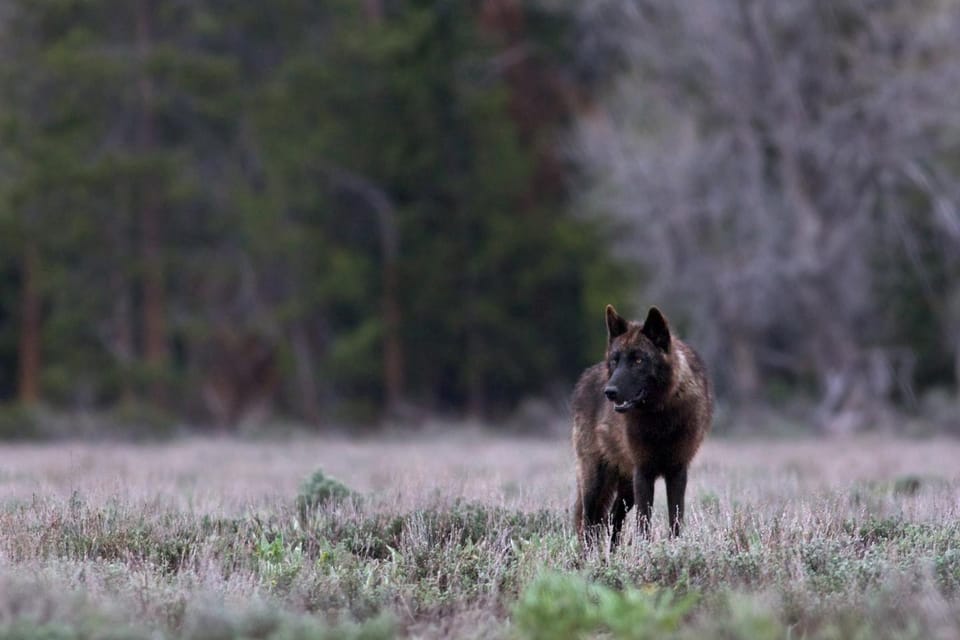 Private Tour of Yellowstone National Park - Creating Memorable Experiences