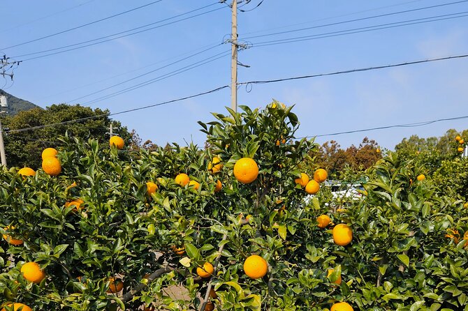 Private Tour South and West Jeju Island With Experienced Driver - Tour Inclusions and Pricing