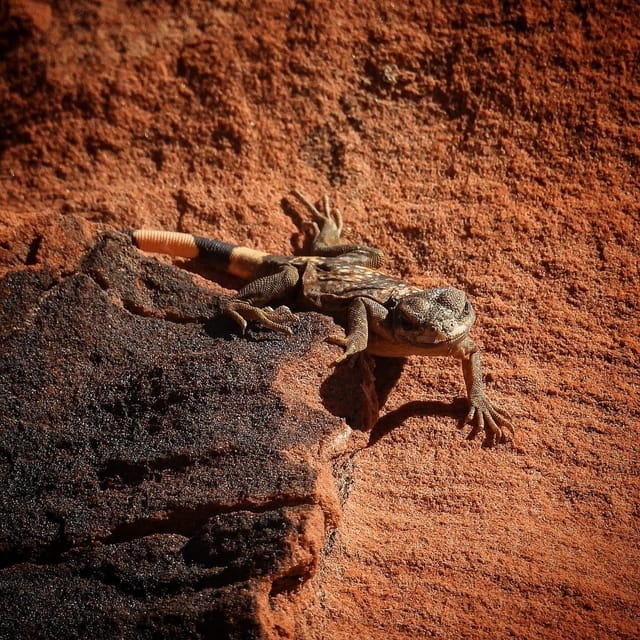 Private Valley of Fire Adventure - Why Choose a Private Tour