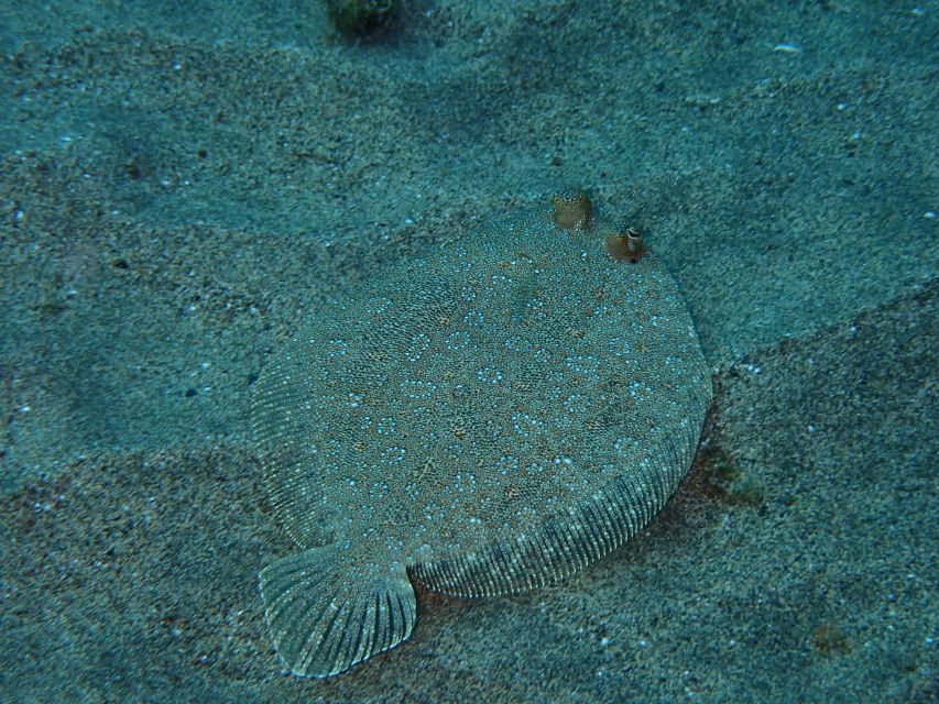 Puerto Del Carmen: Snorkeling Trip With Dive Instructor - Meeting Point and Location