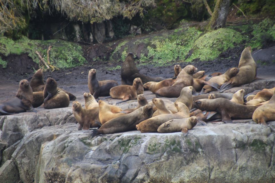 Punta Arenas: Full-Day Whales, Penguins, and Glaciers Tour - Practical Information