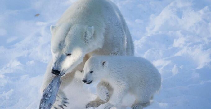 Ranua Wildlife Park Guided Tour From Rovaniemi - Booking Details and Tips