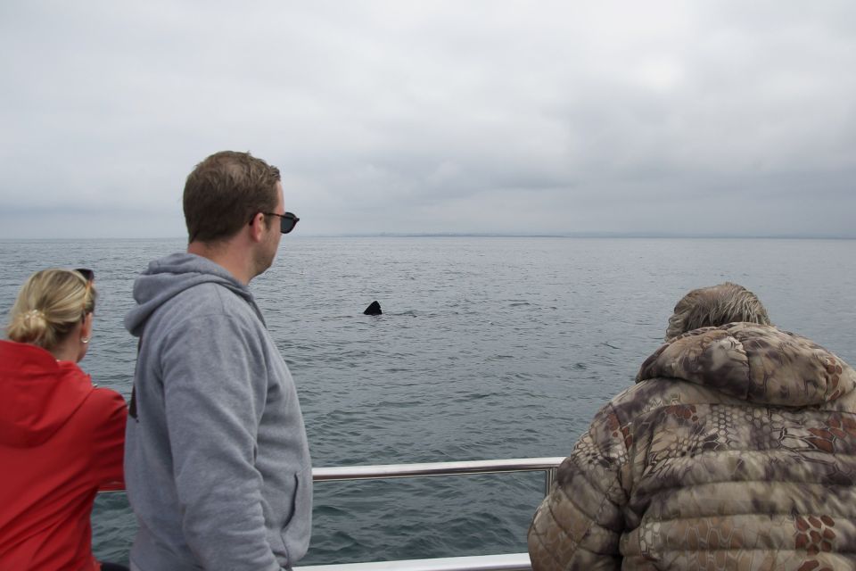 Reykjavik: Whale Watching and Dolphin Watching Yacht Cruise - Tips for a Successful Cruise