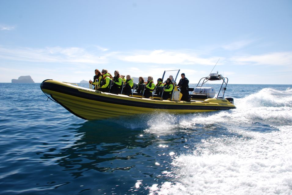 Reykjavik: Whale Watching by RIB Speedboat - Tips for a Great Experience