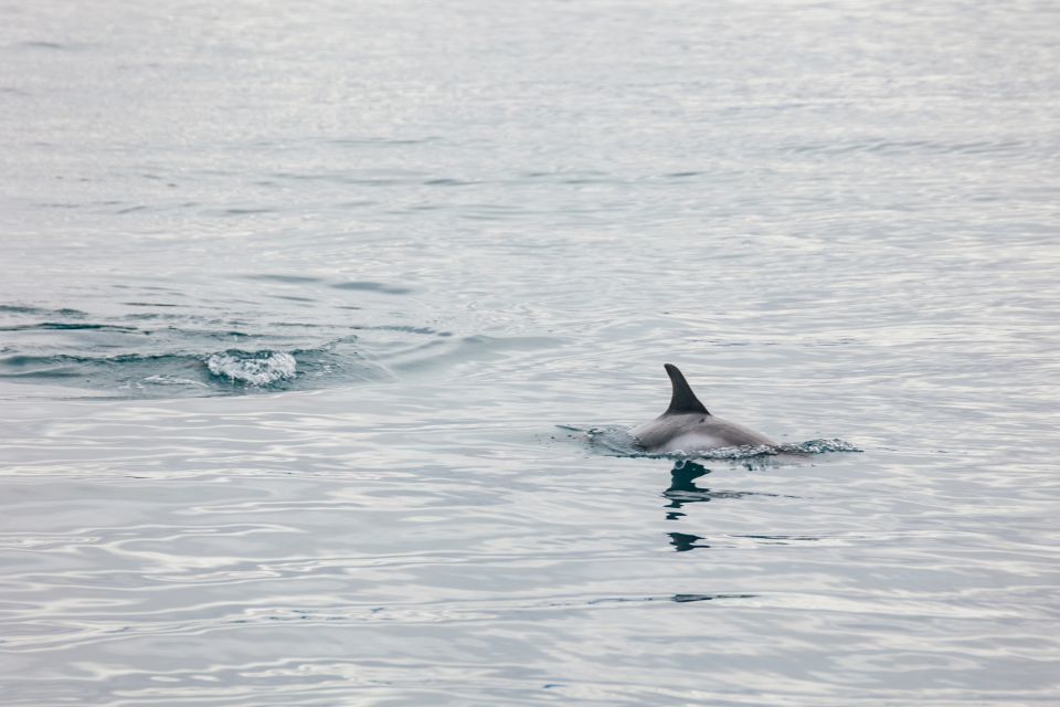 Reykjavík: Whale Watching Cruise on the Amelia Rose Yacht - Tips for Your Trip