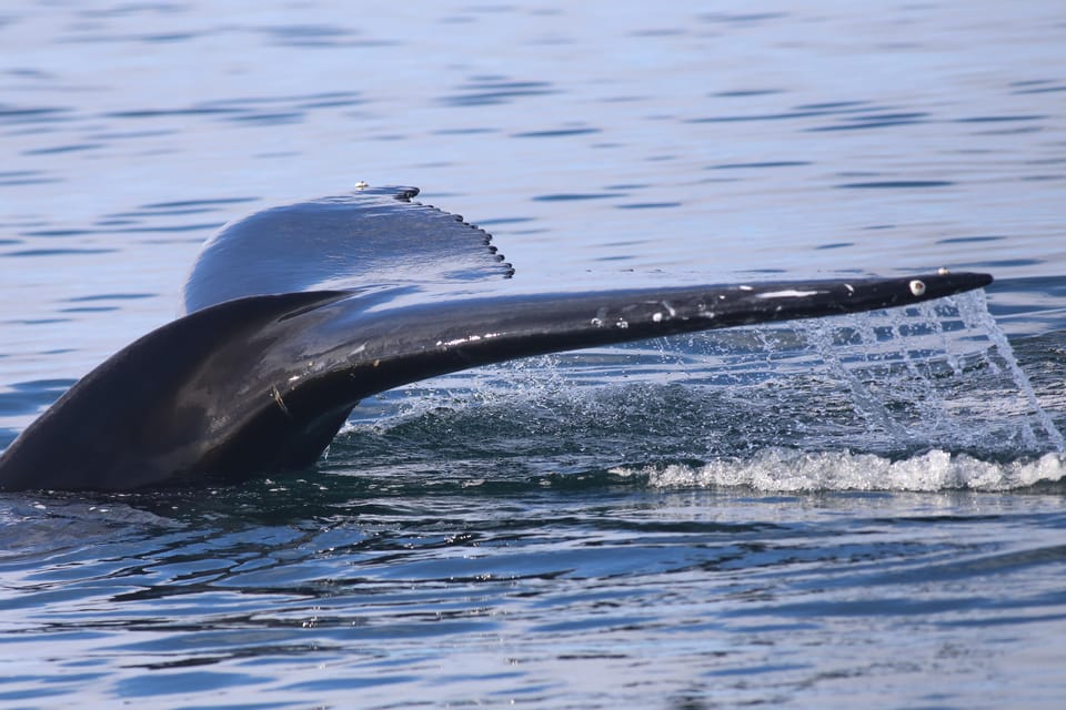 Reykjavik: Whale Watching Morning Expedition - Booking Information