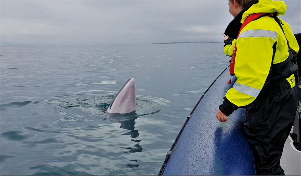 Reykjavik: Whale Watching Tour by RIB Boat - Tips for Tour Participants