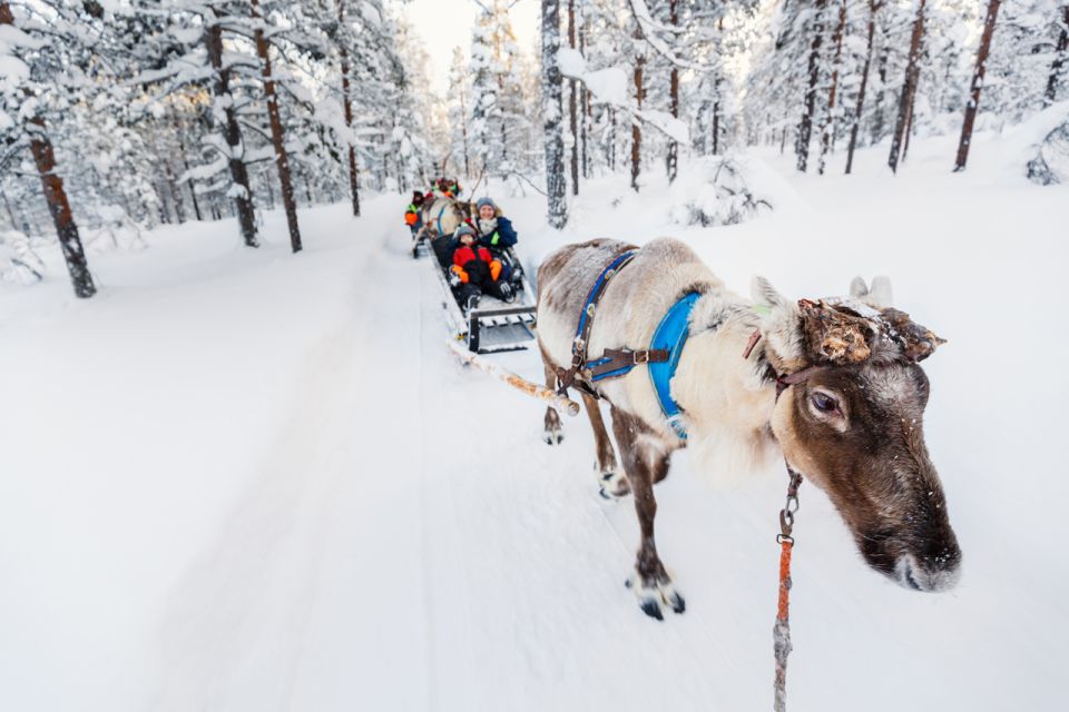 Rovaniemi: Husky Park and Reindeer Farm Combo - Additional Activities in Rovaniemi