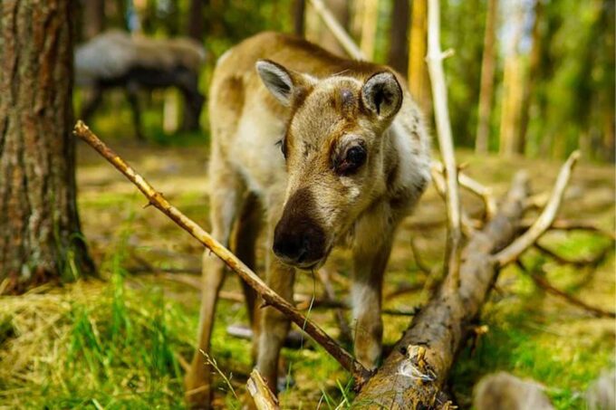 Rovaniemi: Reindeer Farm Visit in the Summer - Booking Information