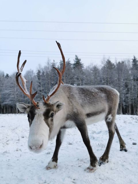 Rovaniemi: Reindeer, Huskies, Santas Pets & Aurora BBQ Tour - Photography Services