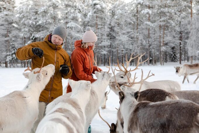 Rovaniemi: Saami Reindeer Farm Visit & Sleigh Ride - Booking Information