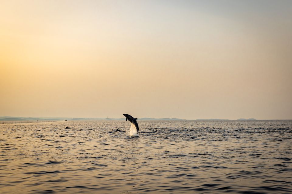 Rovinj: Sunrise Dolphins & Fishermen at Work Speedboat Tour - Speedboat Ride and Sightseeing