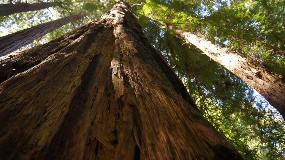 San Francisco: Alcatraz Island & Guided Muir Woods Tour - Customer Reviews