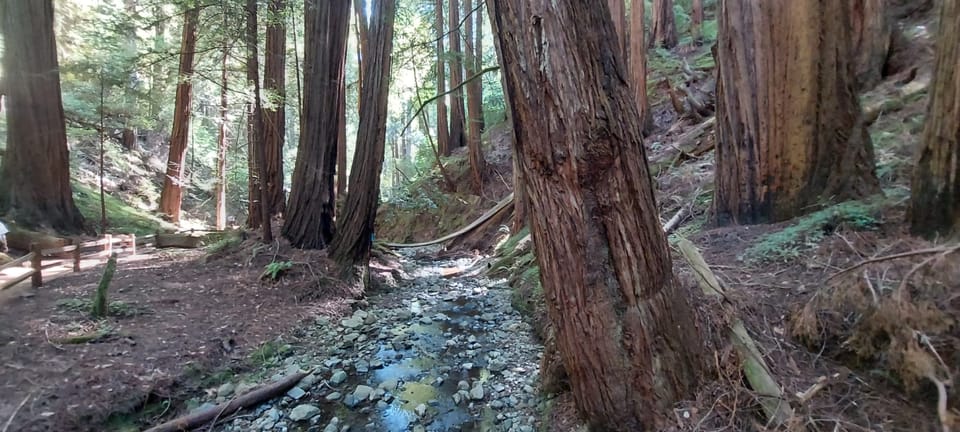 San Francisco: Alcatraz Night Tour W/ Muir Woods & Sausalito - How to Book Your Tour