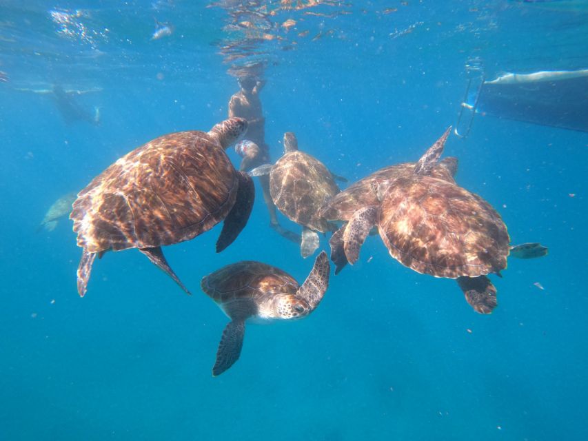 Sao Vicente: Snorkeling With Turtles Breathtaking Experience - Logistics and Meeting Point