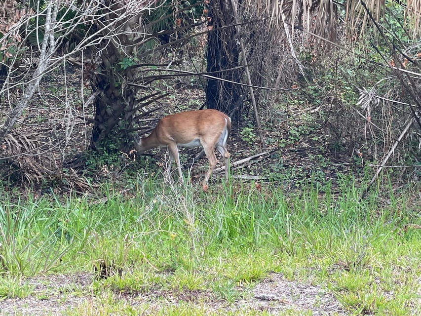 Sarasota: Myakka State Park E-bike Safari Experience - Capturing Memorable Photos