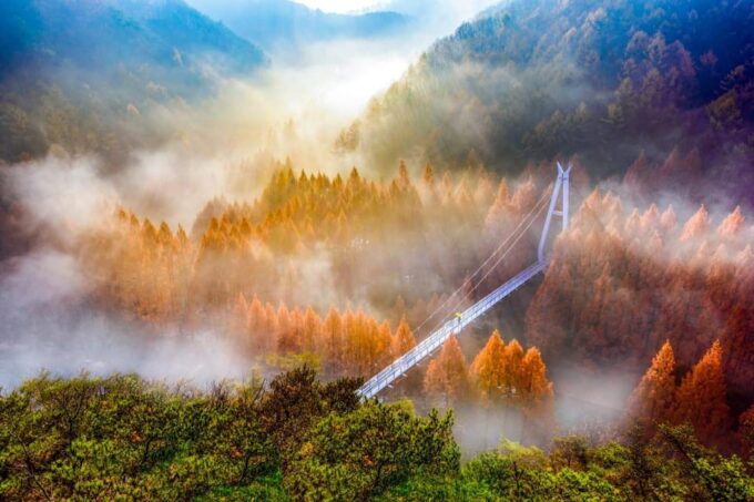 Seoul: Autumn Jangtaesan Recreational Forest One Day Tour - Diversity of Plant Collections