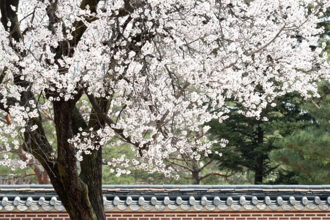 Seoul: Gyeongbokgung Palace Tour & Lunch at Authentic Market - Customer Feedback and Ratings