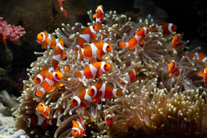 Siem Reab: Angkor Wildlife & Aquarium - Tips for Your Visit