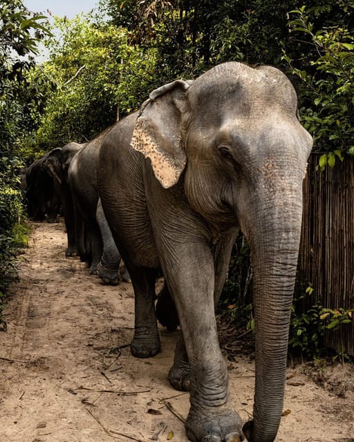 Siem Reap: Small Group Tour of Kulen Elephant Forest - Tips for a Great Experience