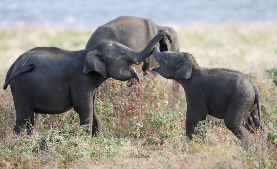 Sigiriya Dambulla & Minneriya Safari With Pickup/Drop - Tour Duration and Timings