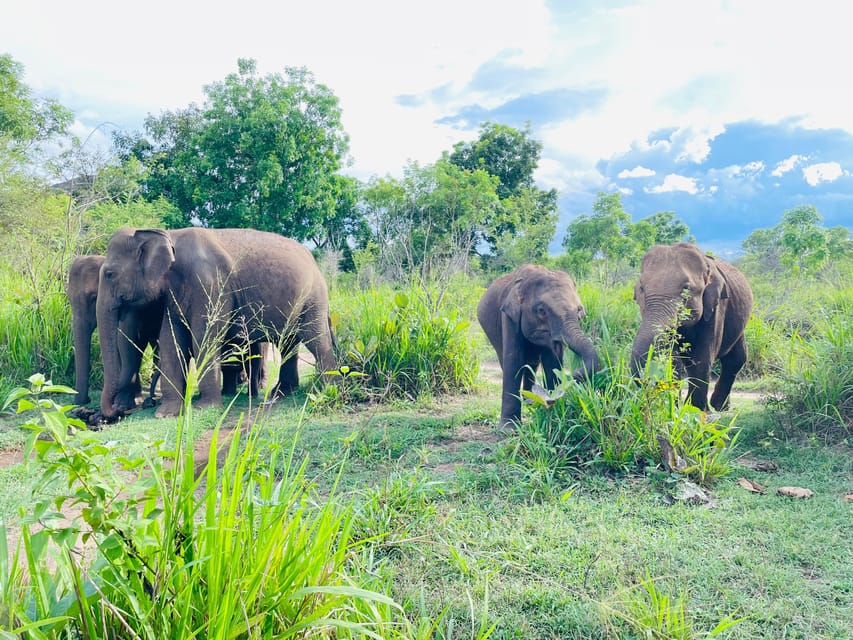 Sigiriya: Minneriya Wild Jeep Safari With Free Hotel Pickup - Wildlife Viewing Opportunities