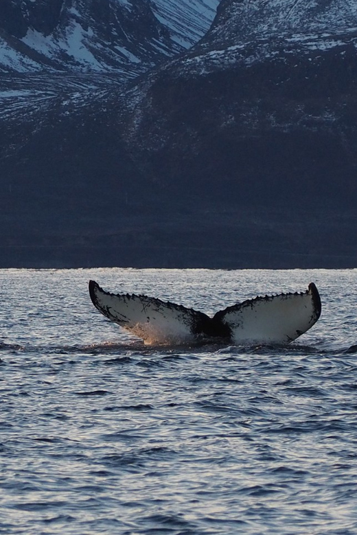 Skjervøy: Whale and Orca Watching Tour by RIB Boat - Cancellation Policy and Terms