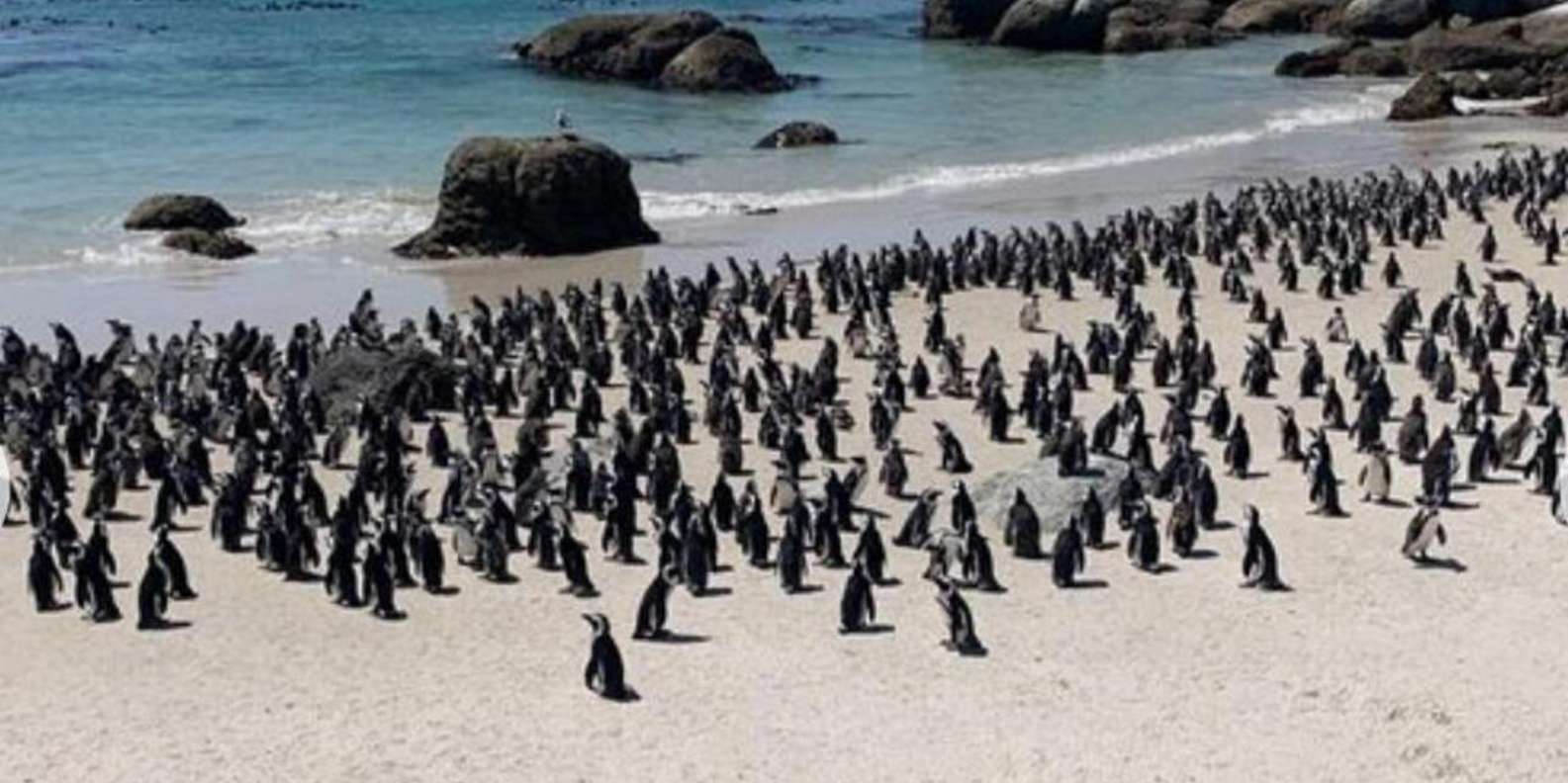 Small Group: African Penguins,Boulders Beach-Half-Day Tour. - Frequently Asked Questions