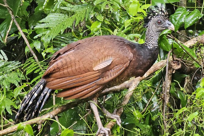 Small Group Tortuguero National Park Canoe Tour - Observe Wildlife up Close