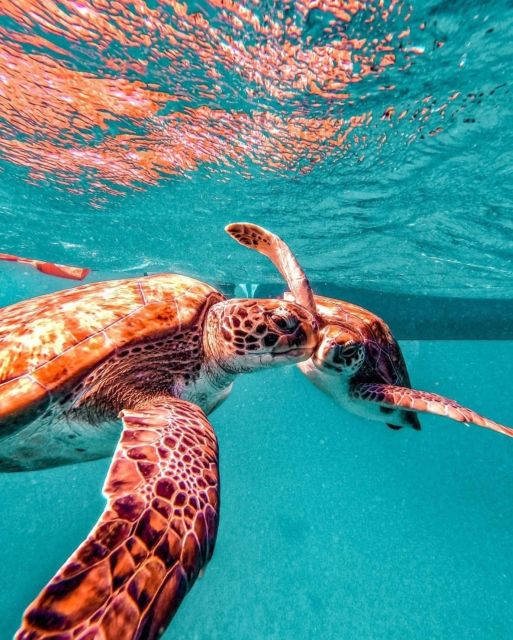 Snorkel and Swim With Sea Turtles - Frequently Asked Questions