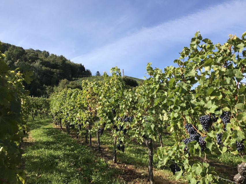 Stuttgart: Wine Tour With Wines of the Best Winemakers - Tips for a Great Experience