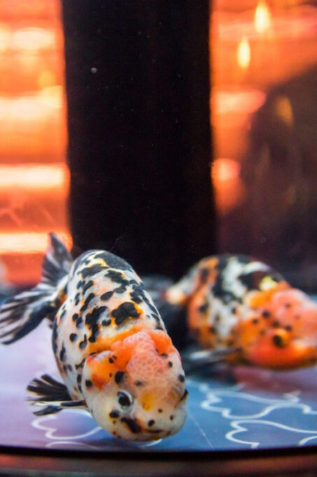Sumida Aquarium Admission Ticket - Customer Reviews and Feedback