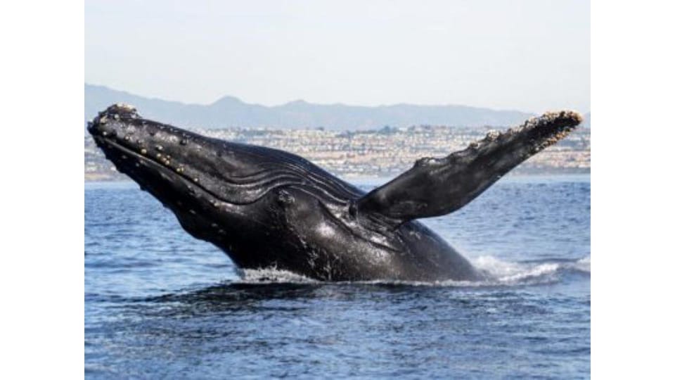 Superior 2hr Private Whale & Dolphin Watching Newport Beach - Additional Wildlife Encounters