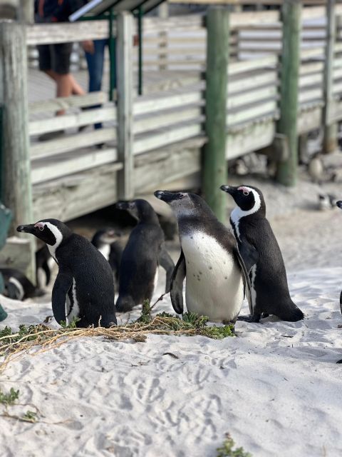 Swim With Penguins at Boulders Beach Penguin Colony - Pricing and Inclusions