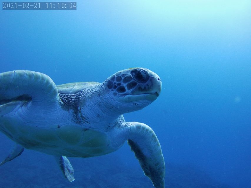 Tenerife: Beginners Dive at a Spot With Turtle Sightings - Customer Reviews and Ratings