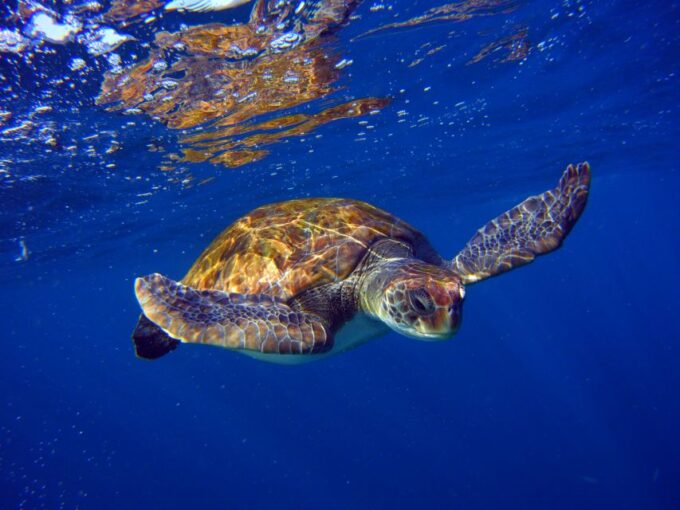 Tenerife: Discover Scuba Diving With Free Photos - Capturing the Experience