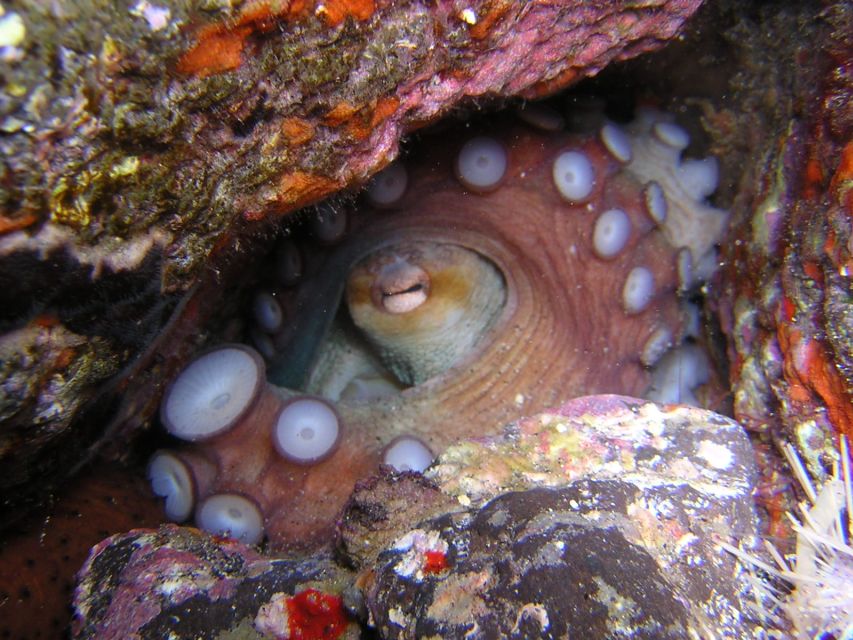 Tenerife: Half-Day Snorkeling Tour - Cancellation Policy