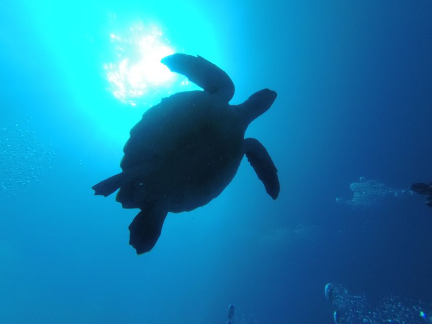 Tenerife: Puerto Colon Certified Scuba Dive by Speed Boat - Meeting Point