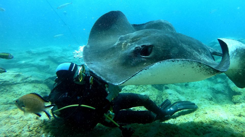 Tenerife: Scuba Diving for Certified Divers in Tenerife - Speedboat Transportation