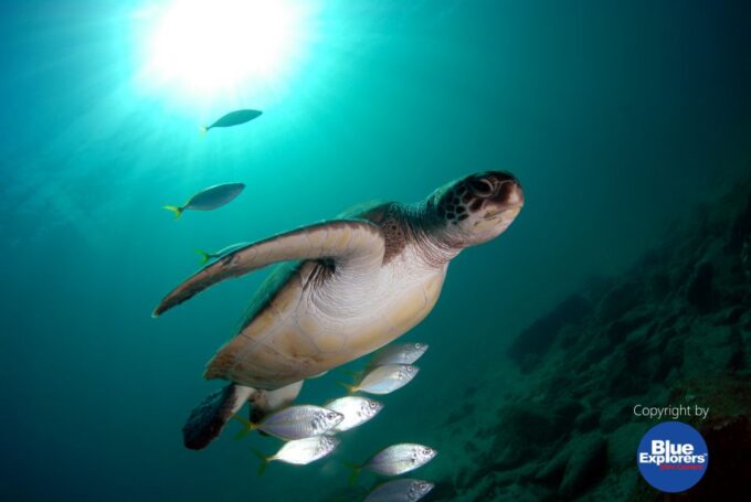 Tenerife Scuba Diving for Certified Divers - Convenient Transportation and Meeting Point