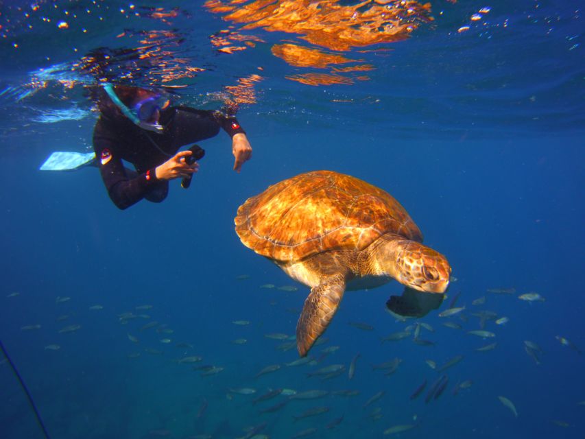 Tenerife: Snorkel With Turtles - Preparing for the Adventure